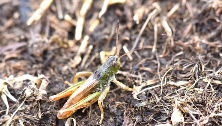 Bilim insanları Karadeniz’de yeni bir çekirge türü keşfetti