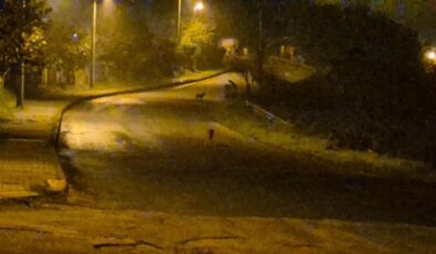 Çakallar şehir merkezini mesken tuttu