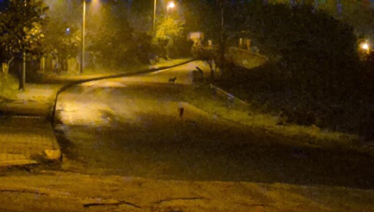 Çakallar şehir merkezini mesken tuttu