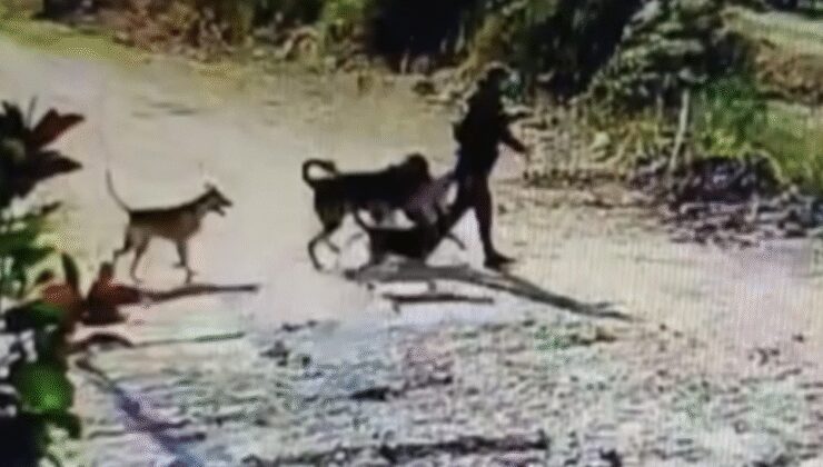 Evin bahçesindeki köpeği çaldı; o anlar kamerada