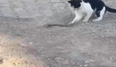 Fareyle oynar gibi oynayıp, yılanı ağzıyla kaptı