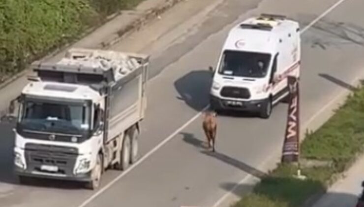 Firari inek trafiği altüst etti: O anlar kamerada