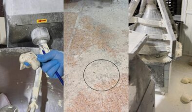 Fırına giren ekipler şoke oldu: Mide bulandıran görüntü! Böcek çeşidi saymakla bitmedi