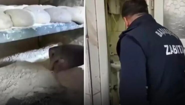 Fırında mide bulandıran görüntüler! Ekmek diye ne yiyoruz