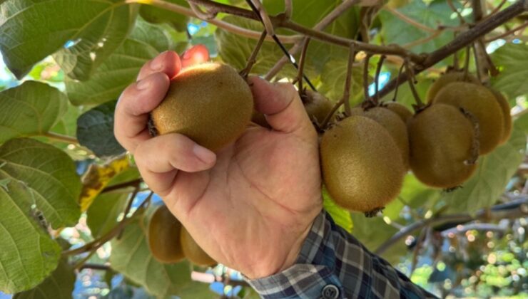 Fiyatı bu yıl rekor kıracak: Çiftçilere erken hasat uyarısı yapıldı