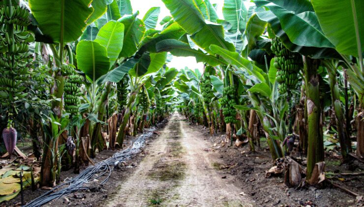 Getirisi rekor kırınca tüm şehir üretime başladı: Siparişlere yetişemiyorlar