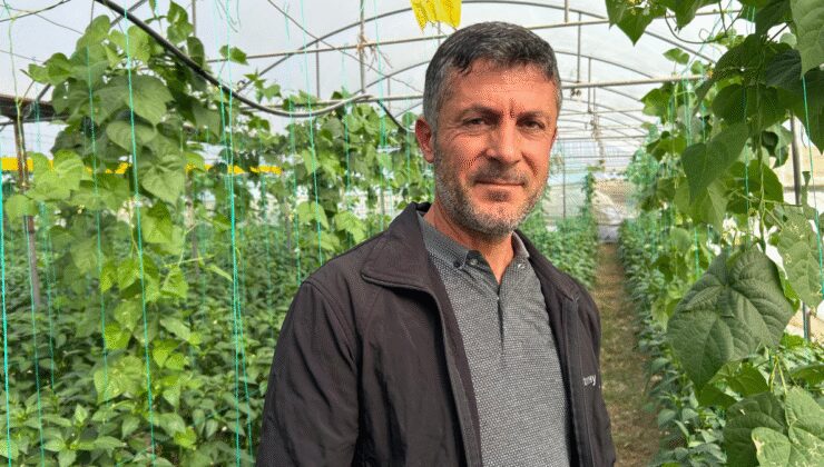 Hasat zamanı geldi: Tarlaya girenler ağlayarak çıkıyor