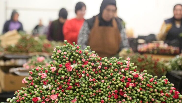 Hazırlıklar tamam, Türkiye'den 12 milyon dolarlık yılbaşı çiçeği!