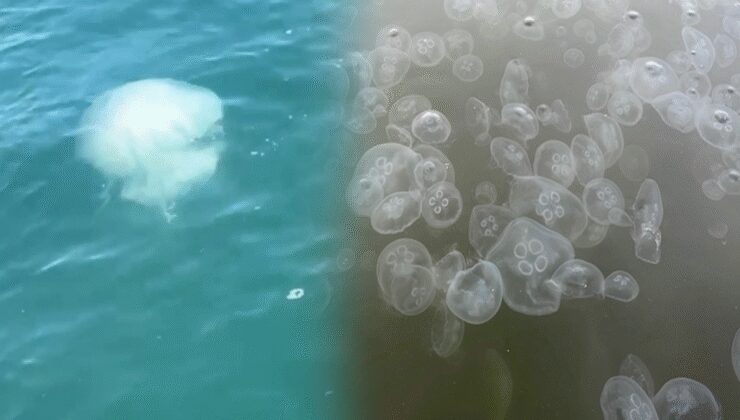 İskenderun Körfezi'nde zehirli tehlike: Vakalar arttı!