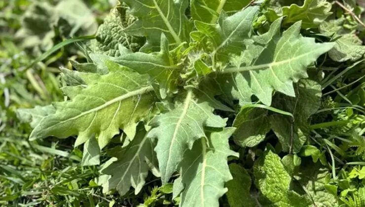 Ispanak sanıp yiyen 11 kişi zehirlendi