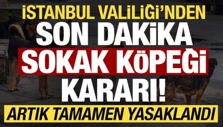 İstanbul Valiliği’nden son dakika ‘sokak köpeği’ kararı! Artık yasaklandı…