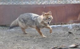 Kars'taki merkezde 4 bin 500 yaban hayvanı tedavi edildi