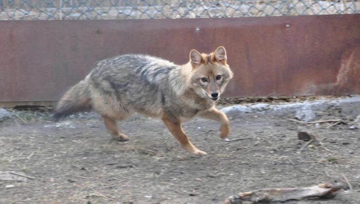 Kars'taki merkezde 4 bin 500 yaban hayvanı tedavi edildi