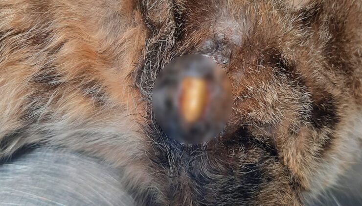 Kaybolduktan 2 ay sona patisinde mermiyle geri döndü!