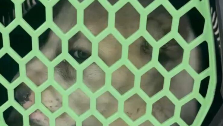 Kulakları kesilmiş yavru köpek kutuda gönderildi