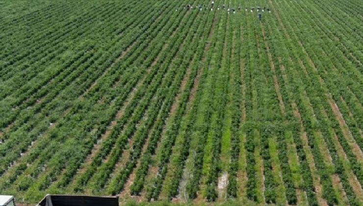 Mersin'de hasat başladı: Dubai ve Katar kapış kapış alıyor