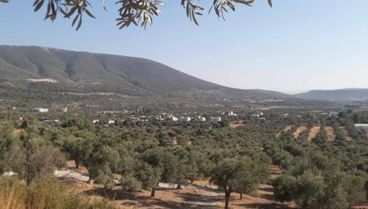 Milas dağları yağmalandı, sıra bereket dolu tarım alanlarına geldi