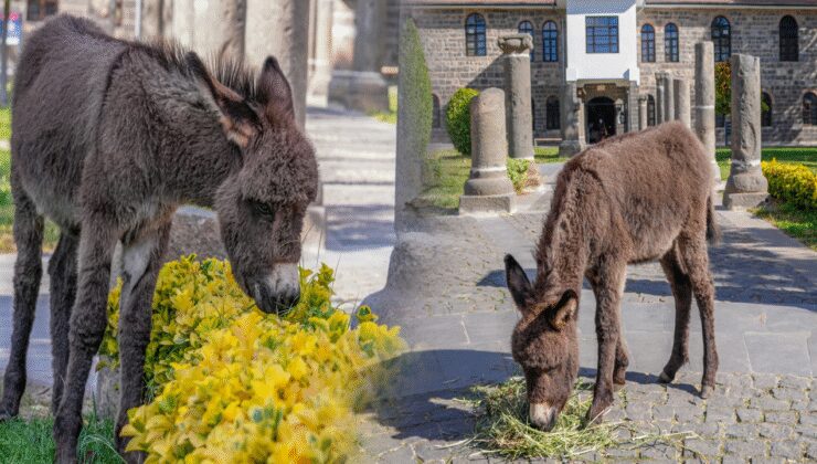 Müze bahçesinde koruma altına alınan sıpa "Midas" ziyaretçilerin sevgisini kazandı