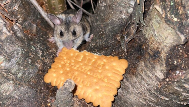 Nesli tükenmekte olan fareyi bisküviyle besledi
