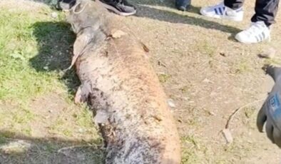 Oltaya takılan 50 kiloluk dev balık şaşırttı
