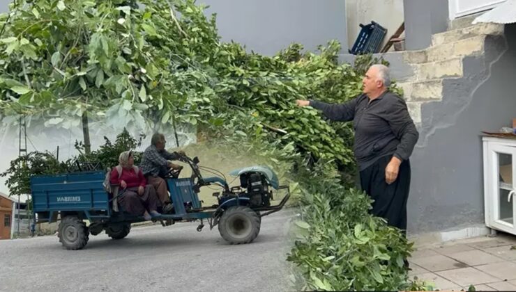 On binlerce köylü, toplayıp 11 liraya fabrikaya satıyor: Yeni kazanç kapısı oldu