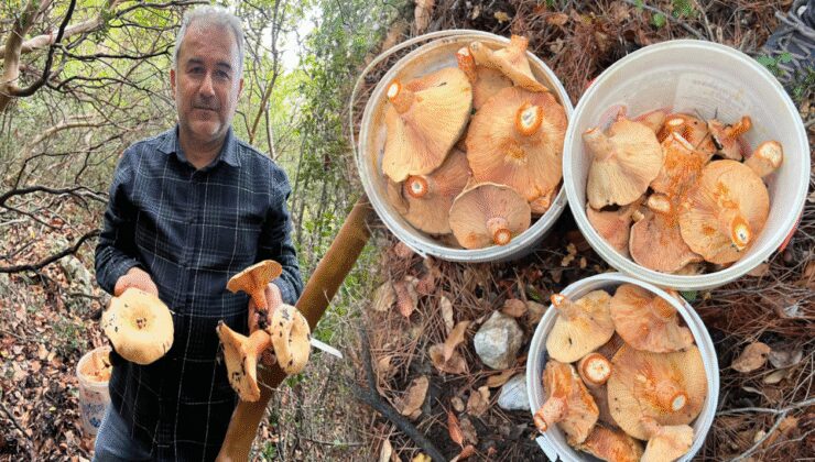 Ormanlık alandan toplanan mantar geçim kapısı oldu