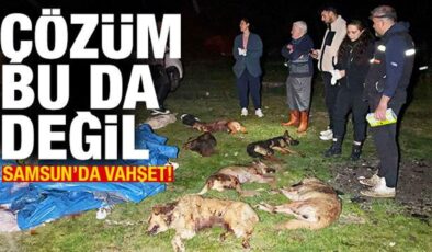 Samsun’da 9 köpek kurşunlanarak öldürüldü