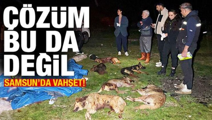 Samsun’da 9 köpek kurşunlanarak öldürüldü