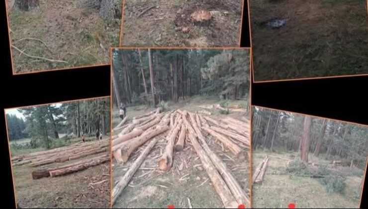 SARIÇAM KATLİAMINA DUR DİYORUZ: FEDERASYONLARDAN ORTAK BASIN BİLDİRİSİ