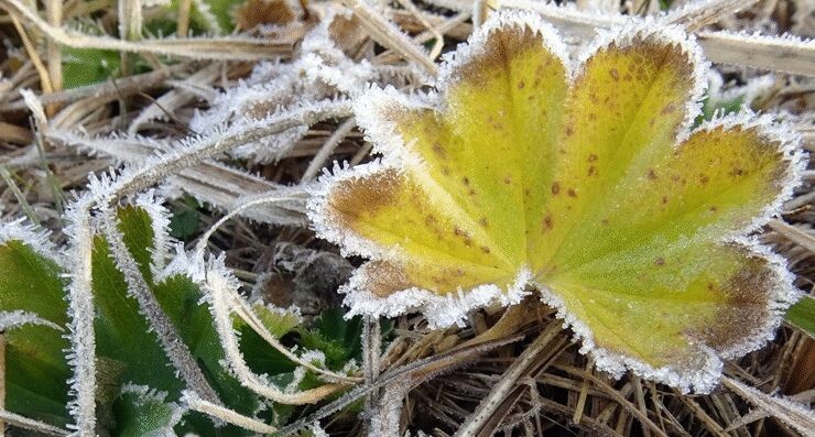 Sarıkamış kırağıyla kaplandı