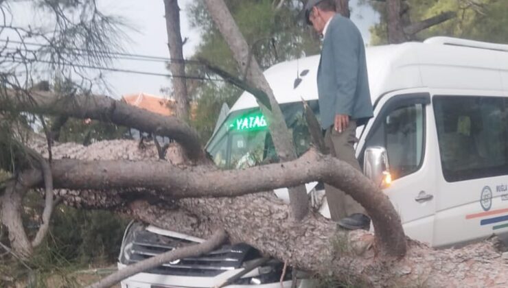 Seyir halindeki dolmuşun üzerine dev ağaç devrildi