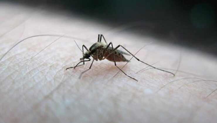 Sivrisinekler ölmedi, salgın tehlikesi baş gösterdi