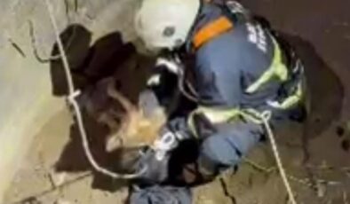 Su kuyusuna düşen çakal kurtarıldı