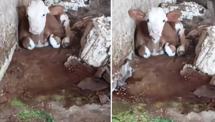 Talihsiz buzağı: Dış görünüşü nedeniyle annesi bile onu istemiyor