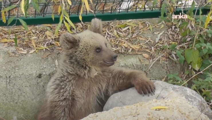 Tunceli'de köylüler tarafından yaralı bulunan yavru ayının omurgasından mermi çıktı