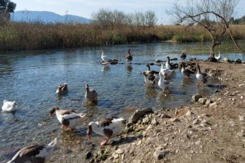 Turizm cennetinde kuş gribi alarmı! Ölü ördeklerde tespit edildi
