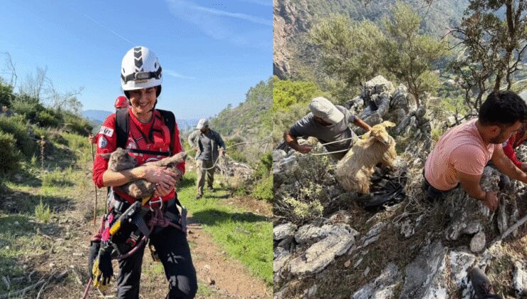 Uçurumda mahsur kalan keçileri AKUT kurtardı