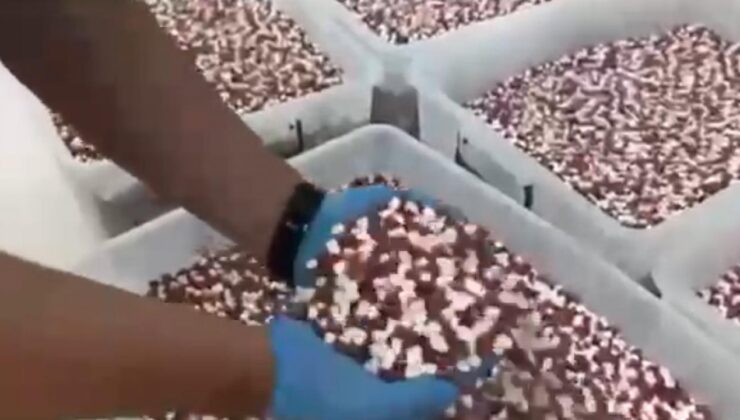 Uyuşturucu imalathanesine operasyonda 1,8 milyon sentetik ecza hap ele geçirildi