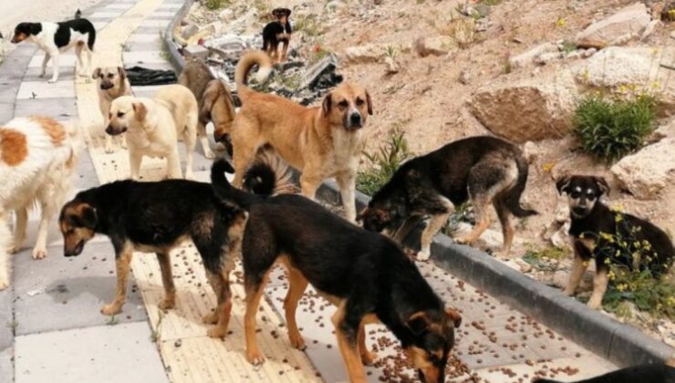 Valilik açıkladı: Bu şehirde sokak köpeklerinin tamamı toplatıldı