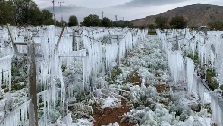 Zirai dondan etkilenen çiftçilere yeni ödeme