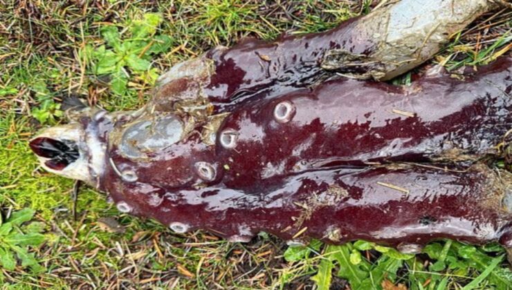 50 santimetrelik dokunaçları ile bilim insanlarını dehşete düşürdü