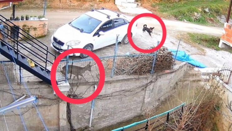 Başıboş sokak köpeklerinin saldırdığı karaca telef oldu
