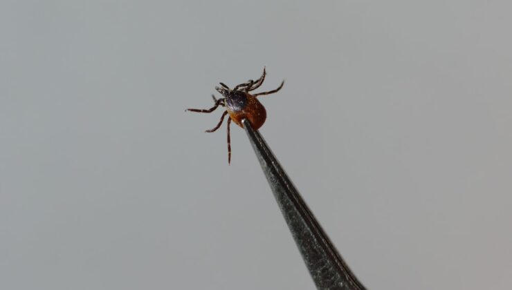 Böcek ilaçlarının satışında yeni dönem: Reçetesiz ve internetten satışı yasaklandı