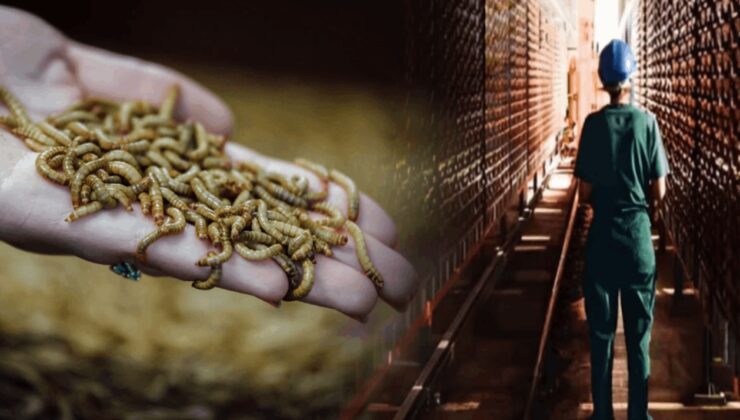 Böceklerden protein üreten Fransız devi iflas etti!