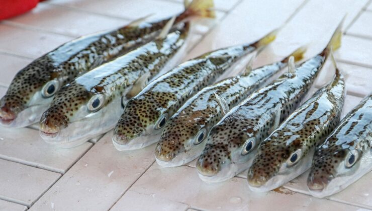 Bu balığı avladılar, 1 milyon TL'den fazla para kazandılar!