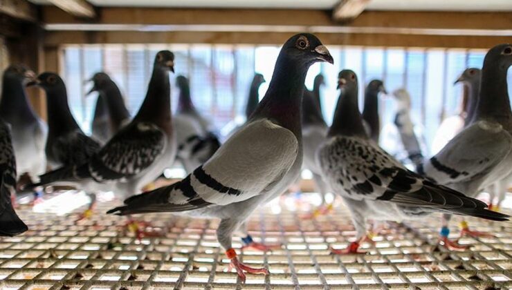 Bu da oldu! Banka vatandaşın borcu için güvercinlerini haczetti