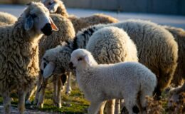 Bu da oldu! Tanesi 12 bin TL'den icradan satılık koyun, kuzu…