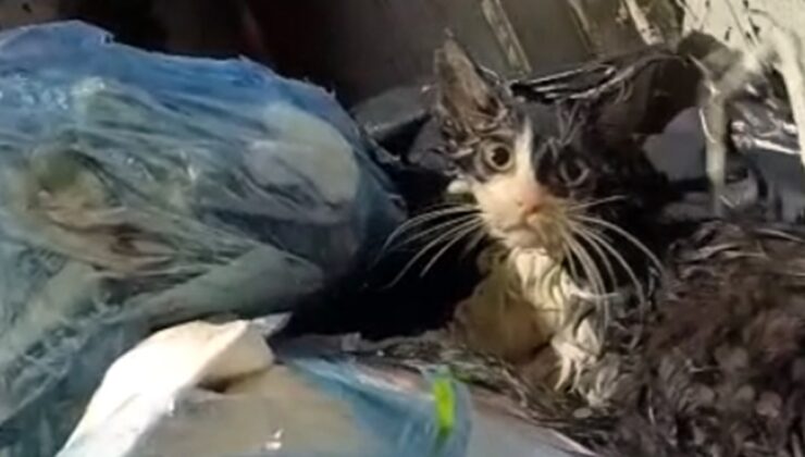 Bu nasıl vicdansızlık! Yavru kediyi poşete koyup çöpe attılar