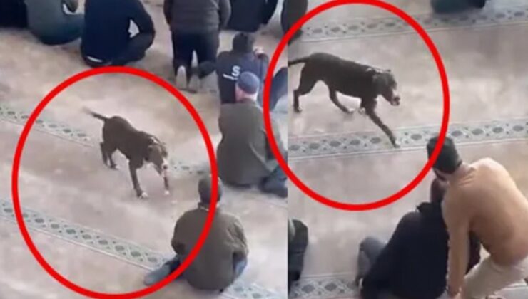 Camide panik: Pitbull cemaatin arasına daldı!