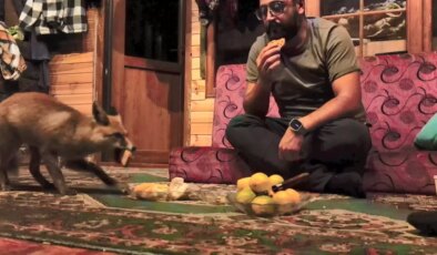 Dağ başında sıcak hikaye: Tilki barakaya girdi, Tilko oldu